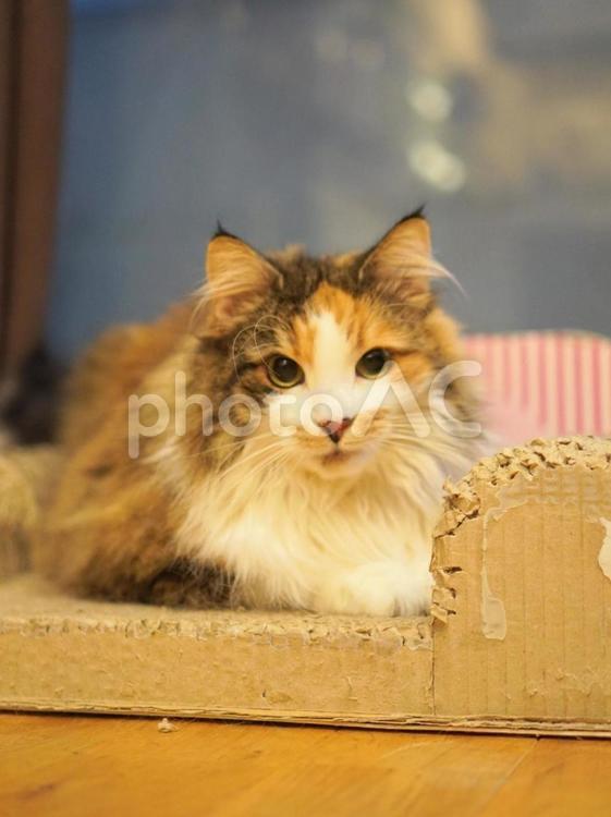 猫（ノルウェイジャンフォレストキャット） 猫,ねこ,ネコの写真素材