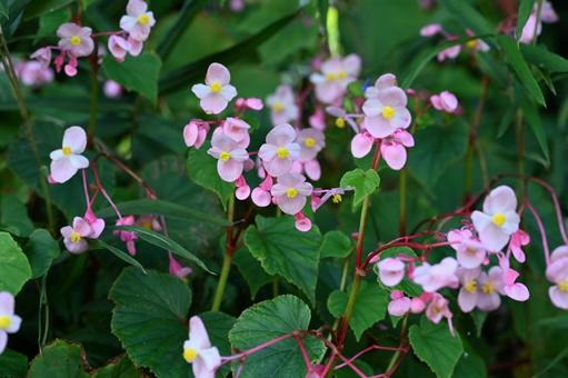 近所の庭に咲いたシュウカイドウの花 近所の庭に咲いたシュウカイドウの花の写真
