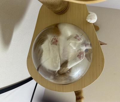 肉球とイケメン? 肉球とイケメン? ねこ,イケメン,イケメン猫の写真素材