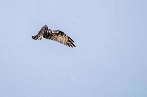 ミサゴ(104) 鳥,ミサゴ,ウオタカの写真素材