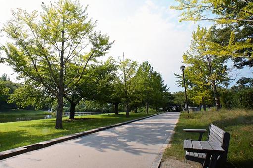 穏やかな夏の公園と木漏れ日が差す道 穏やかな夏の公園と木漏れ日が差す道 公園,並木道,道の写真素材