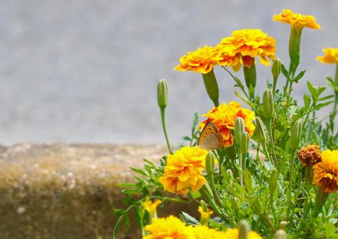 蝶が花にとまる 蝶が花にとまる マリーゴールド,花,蝶の写真素材