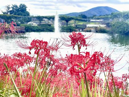 ヒガンバナ(彼岸花)と噴水 ヒガンバナ(彼岸花)と噴水 ヒガンバナ,秋,赤い花の写真素材