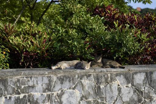 寝顔猫 沖縄,自然,猫の写真素材