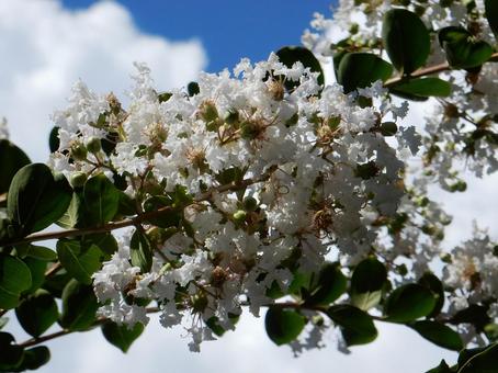 【花の写真】白い百日紅 【花の写真】白い百日紅の写真