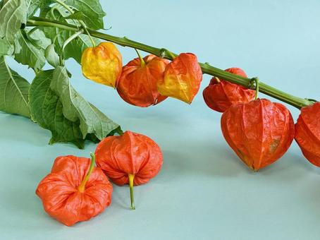 夏の風物詩|鮮やかに色づいたほおづき 夏の風物詩|鮮やかに色づいたほおづき ほおづき,鬼灯,ホオズキの写真素材
