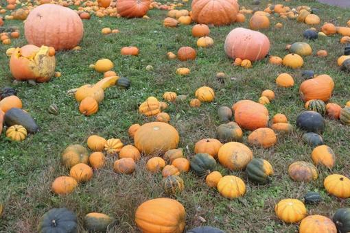 ハロウィン ハロウィン,かぼちゃ,パンプキンの写真素材