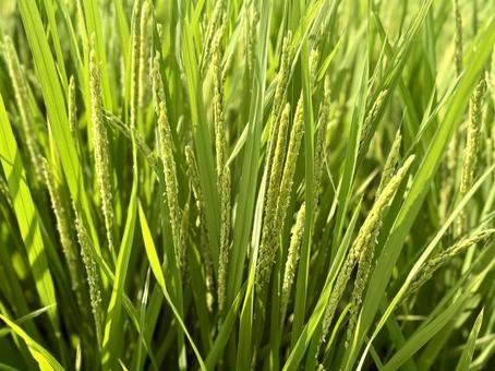 実る稲穂 実る稲穂 稲穂,米,植物の写真素材