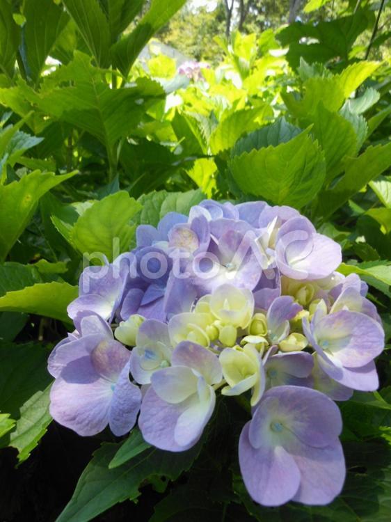 木漏れ日と紫陽花 紫陽花,あじさい,紫の写真素材