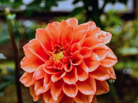雨上がりのダリア(シャイニーオレンジ) 雨上がりのダリア(シャイニーオレンジ) ダリア,花,フラワーの写真素材