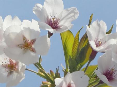 さくらのボケ背景-6 背景,ボケ,さくらの写真素材