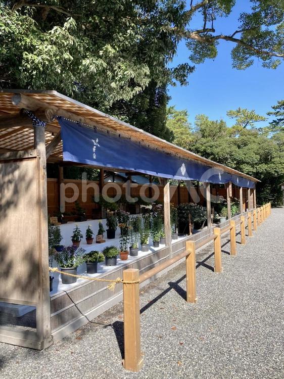 花台 花台,神社,花の写真素材