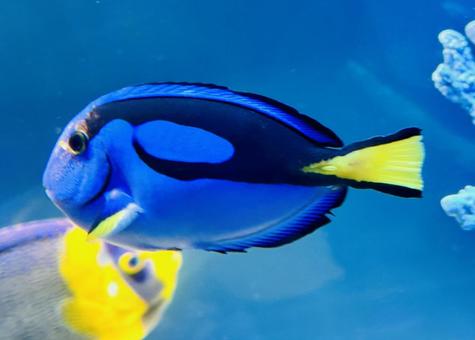 ナンヨウハギ ナンヨウハギ,南洋剥,魚の写真素材