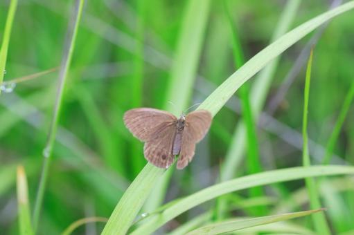 ヒメヒカゲの写真