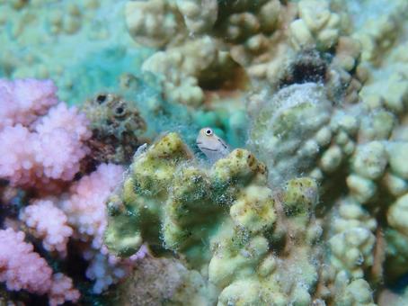 イシガキカエルウオの写真