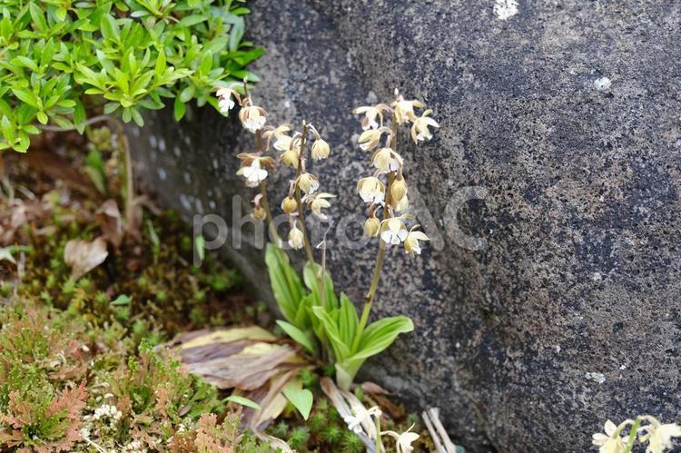 海老根　エビネのきれいな花 海老根,エビネ,えびねの写真素材