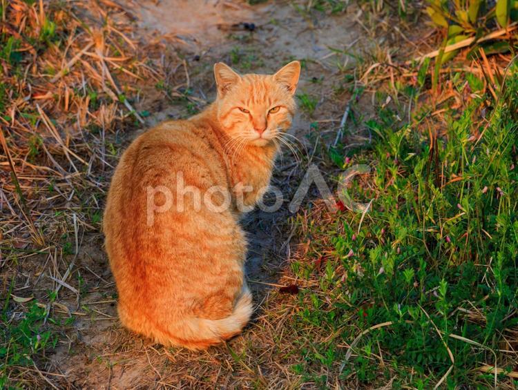 夕日が似合う茶トラ猫です。 猫,野良猫,地域猫の写真素材