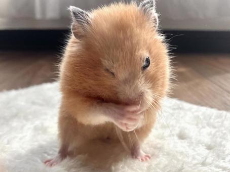 毛繕いしているハムスターの写真
