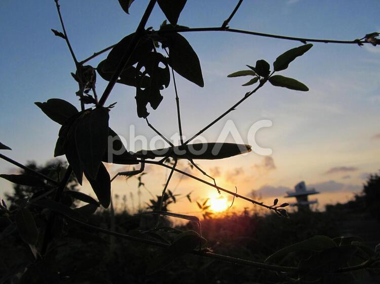 夕日と植物 夕日,太陽,夕空の写真素材