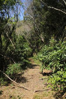 由良岬灯台と由良岬御所跡への道 由良岬灯台と由良岬御所跡への道 由良岬灯台,由良岬,灯台の写真素材