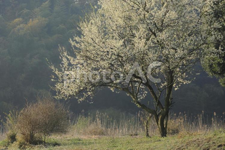 山里の一本桜 自然,風景,植物の写真素材