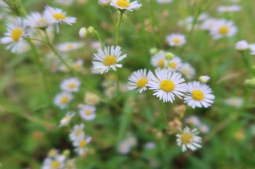 ヒメジョオン　白い花びらで真ん中が黄色の写真