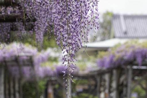 藤の花 藤の花の写真
