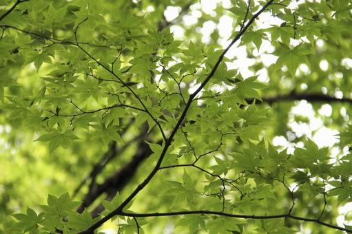 緑のもみじ 緑のもみじ 葉,木,緑の写真素材
