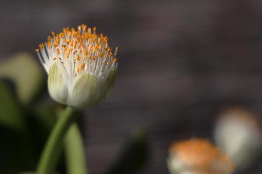 マユハケオモトの写真