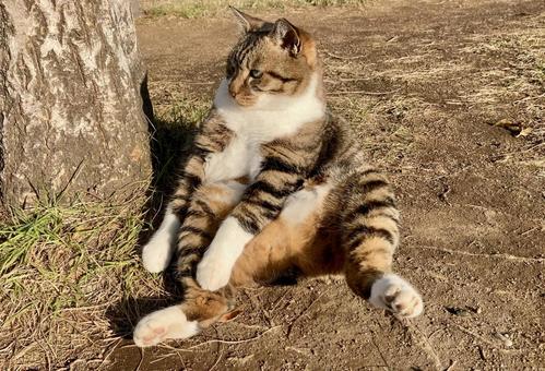 人間みたいに座る猫(キジシロ) 人間みたいに座る猫(キジシロ) 猫,座る,スコ座りの写真素材