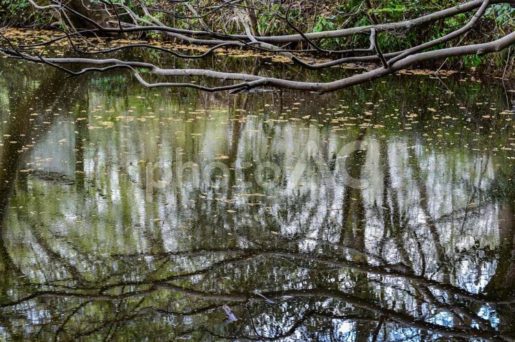 北本自然公園の風景 北本自然公園,池,枝の写真素材