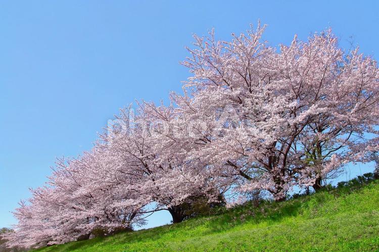 桜の開花イメージ 桜,満開,桃色の写真素材