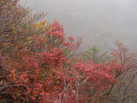 紅葉と霧の写真