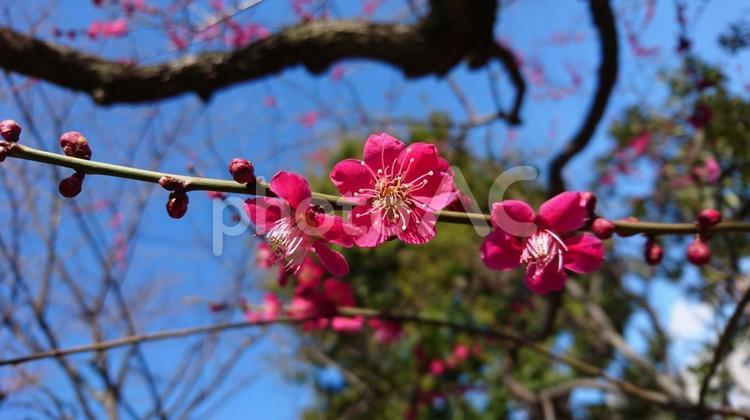 紅梅　かんざしのように 紅梅,冬晴れ,美しいの写真素材