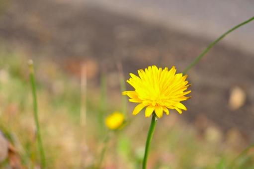 たんぽぽ たんぽぽ,花,草の写真素材