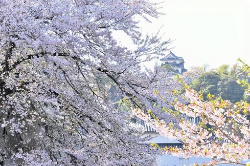 彦根城 城,彦根,彦根城の写真素材