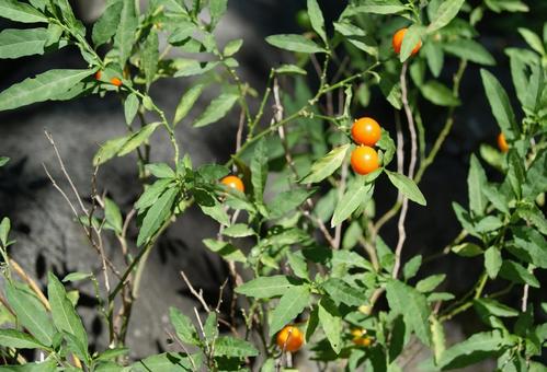 実をつけた枝葉 実をつけた枝葉の写真