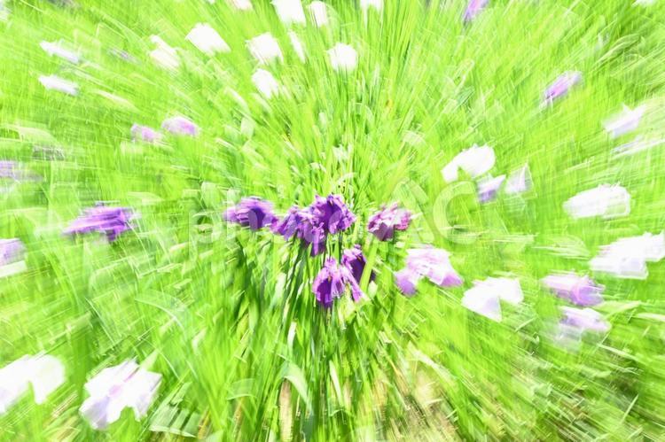 花と緑の放射イメージ 放射,イメージ,花の写真素材