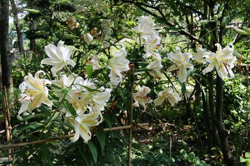 ヤマユリ ヤマユリ 咲く風景,球根植物,ヤマユリの写真素材
