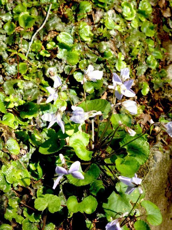 郊外の岩壁に自生するタチツボスミレ タチツボスミレ,すみれ,花の写真素材