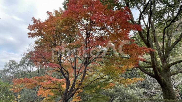 神山森林公園の紅葉 木,自然,秋の写真素材