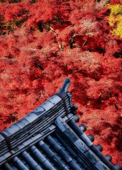 赤い紅葉に包まれた寺院の屋根瓦 紅葉,楓,もみじの写真素材