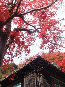 箕面、紅葉、建物 箕面、紅葉、建物の写真