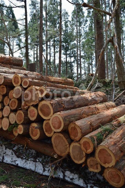 切り出された杉の丸太 山形県庄内 杉の丸太,丸太,杉の木の写真素材