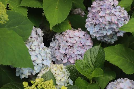 隠れ紫陽花 隠れ紫陽花の写真