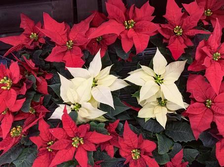 ポインセチア　花 クリスマス,冬,１２月の写真素材