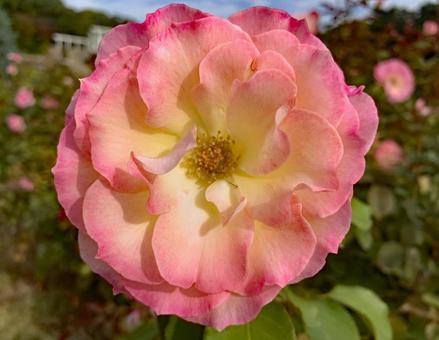 バラ　薔薇　花 バラ,薔薇,花の写真素材