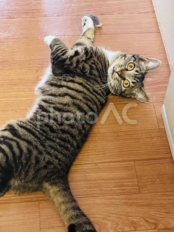 悪いことをして見つかった時の猫の顔 キジトラ,癒し,かわいいの写真素材