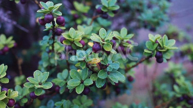 かわいい木の実と葉っぱ（秋） 観葉植物,葉っぱ,緑の写真素材