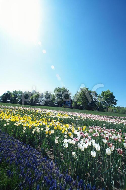 滝野すずらん丘陵公園のチューリップ畑 チューリップ,滝野すずらん,観光名所の写真素材